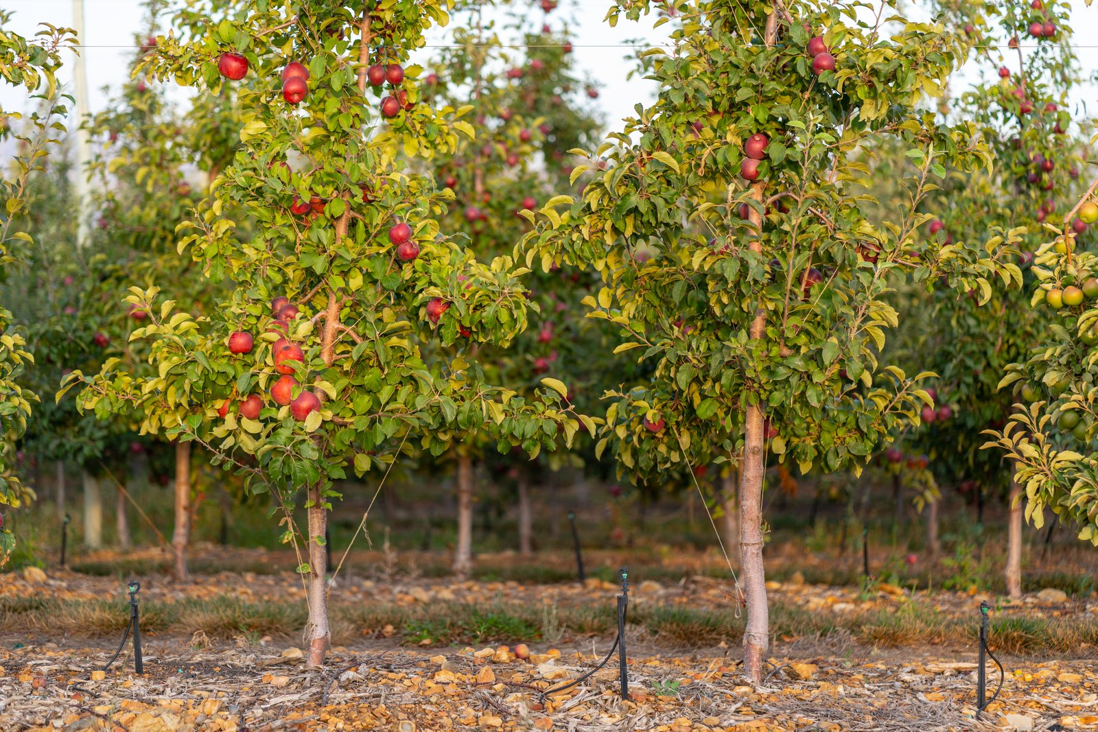 Precision irrigation solutions for orchards