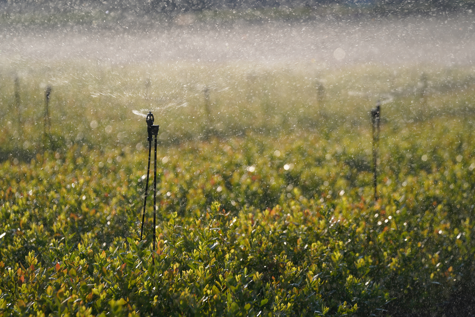 Sprinkler irrigation