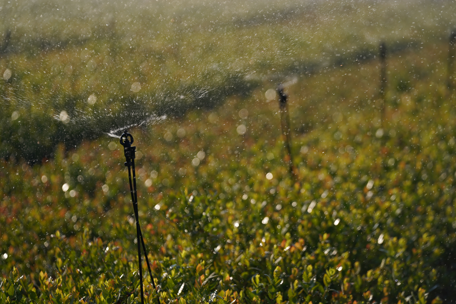 Sprinklers irrigation