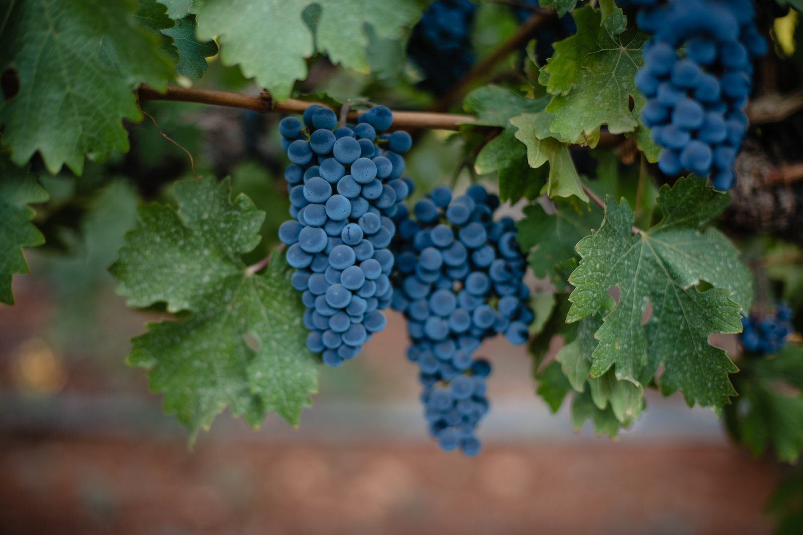 Wine grapes