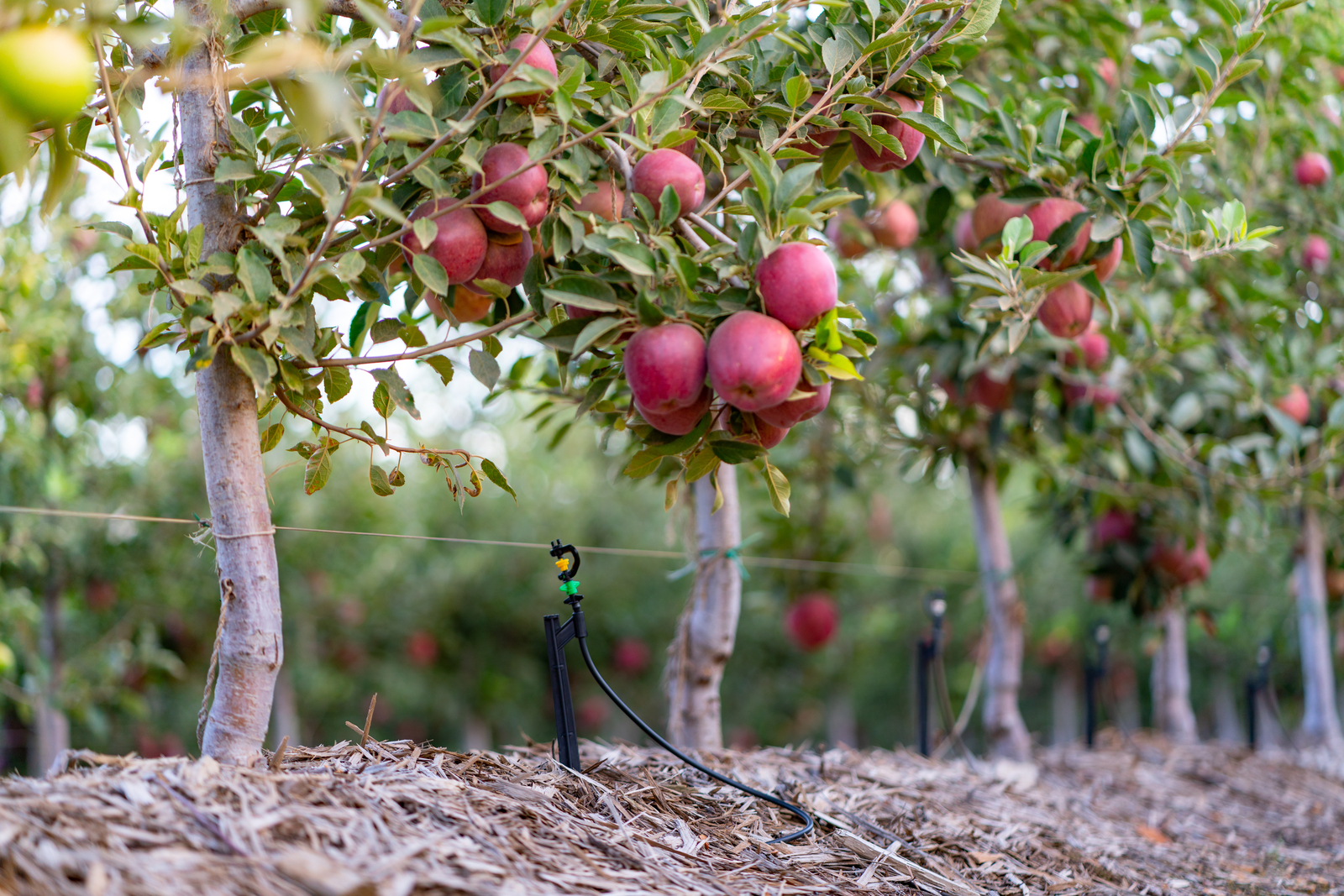 Drip irrigation for apples