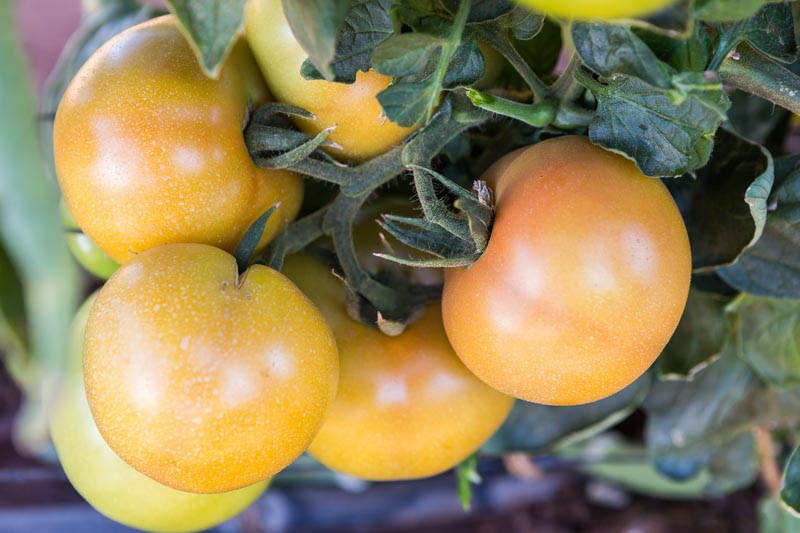 Drip irrigation for processing tomatoes