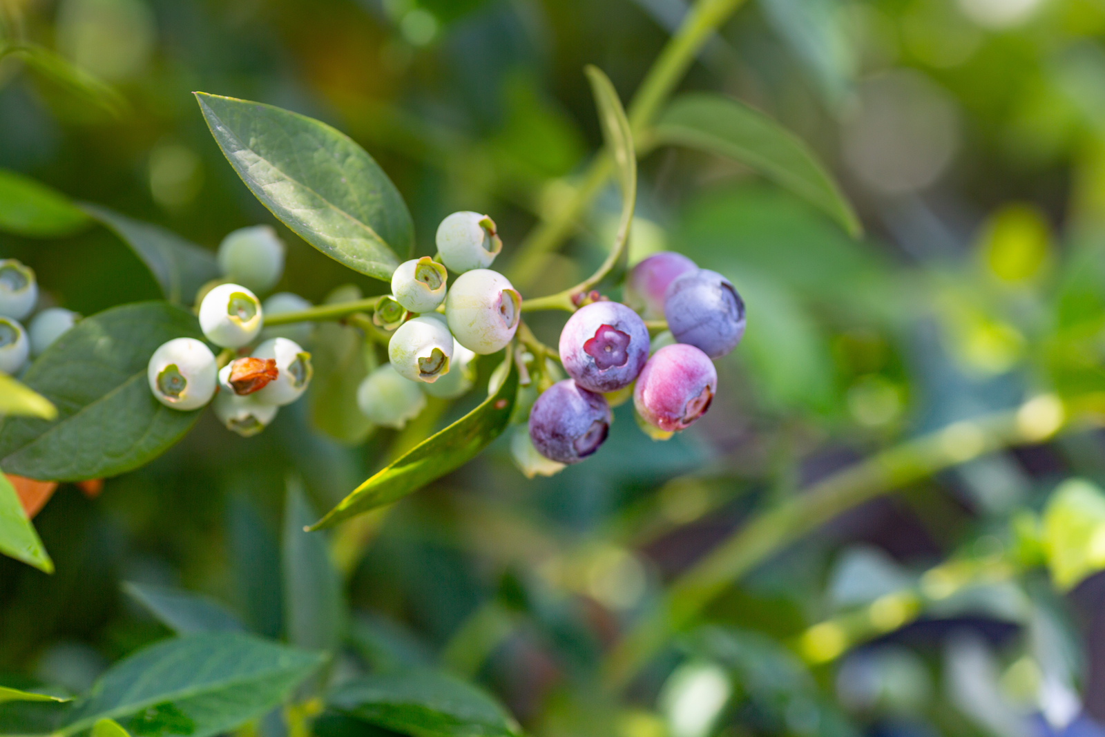 Drip irrigation for high quality blueberries