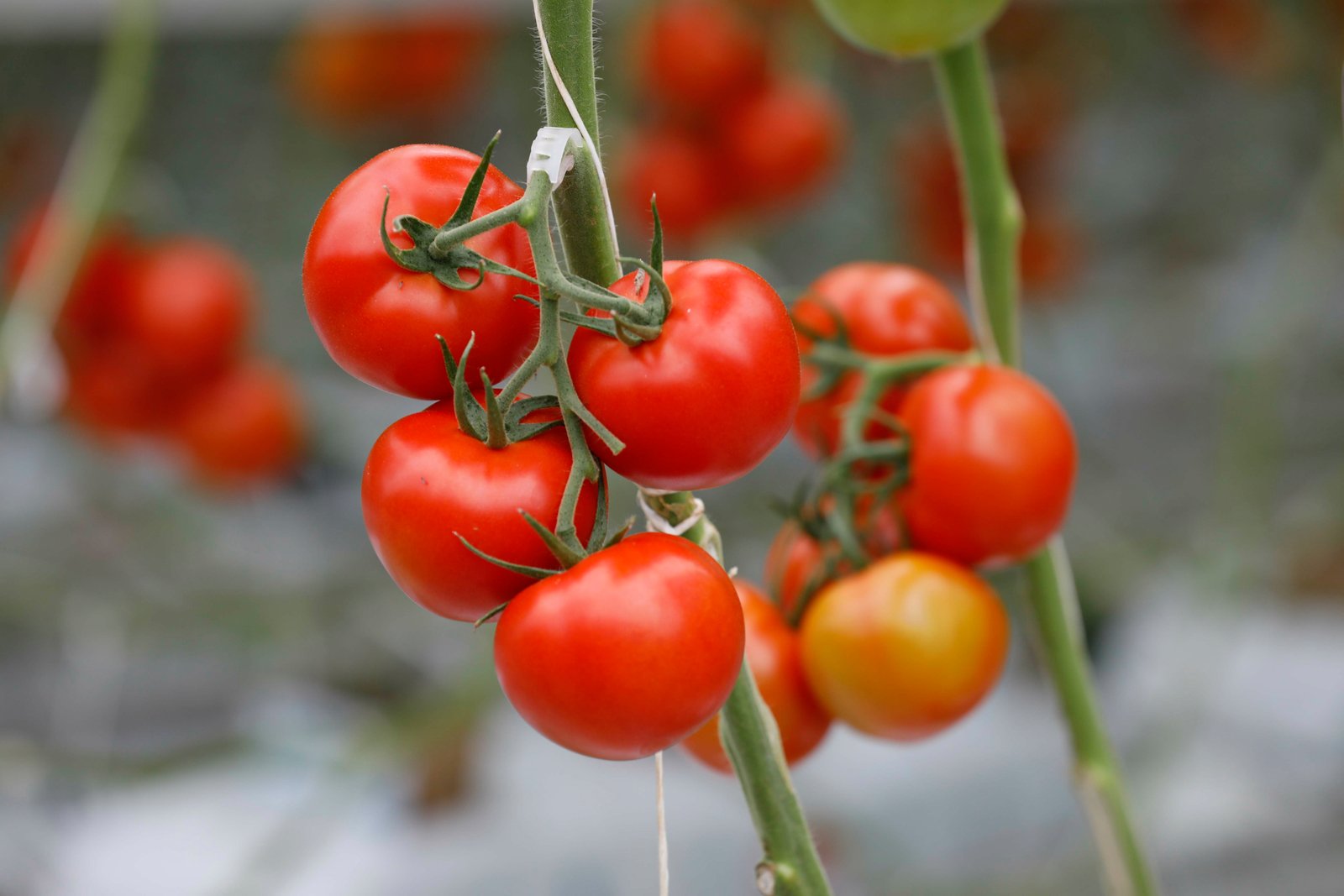 Greenhouse Tomatoes