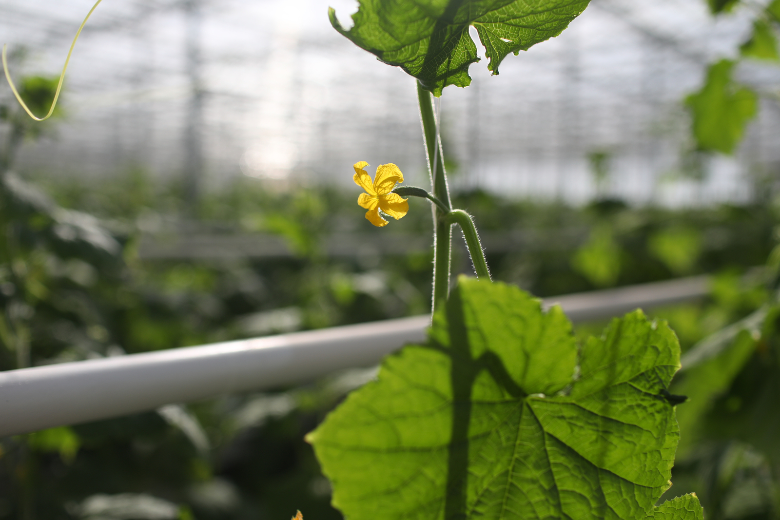 Sprinkler irrigation