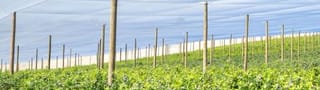 Protected Crops