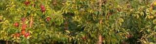 Orchards