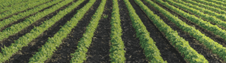 Field crops & vegetables