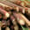 Sugarcane