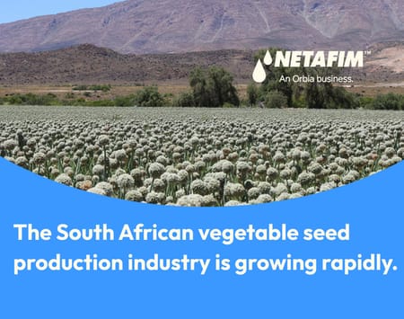 Vegetable seed production blooms in South Africa