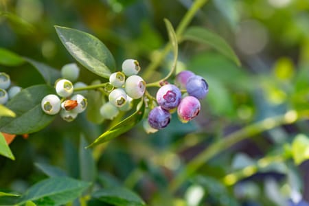 Blueberries: Specialised Irrigation for a Specialised Crop
