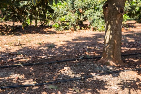 Smart macadamia irrigation is the key