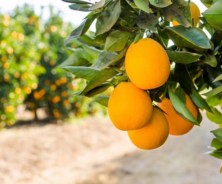 Low flow irrigation and a booming citrus industry