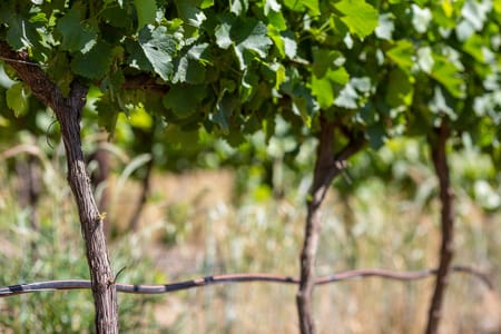 Drip on Wine Grapes: Less Water, More Control