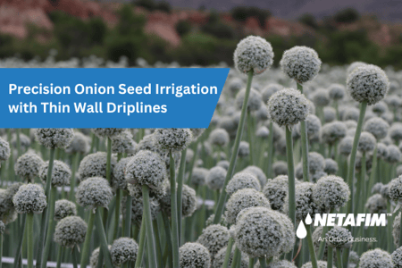 Decades with Driplines: Precision and Onion Seed Production