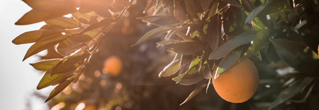 Focus points for drip on citrus
