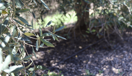 The Netafim and De Rustica Story – the best drip for the best olive oil.