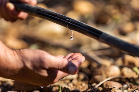Understanding the features that determine dripper success