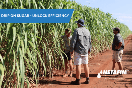 Drip on Sugar – Saving Water, Energy & Labour