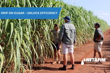 Drip on Sugar – Saving Water, Energy & Labour