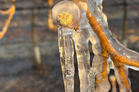 Sprinklers as defence against frost
