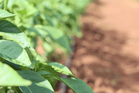 Drip on Veg: Precision Every Season