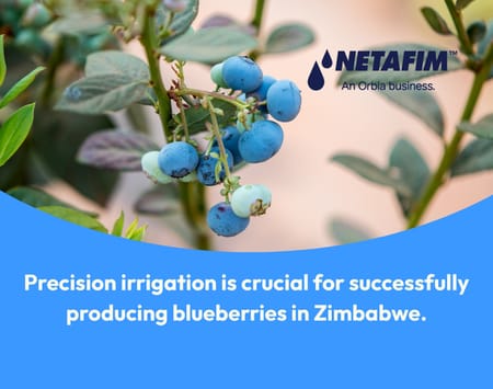 Precision Irrigation - key in Zimbabwe’s blueberry success