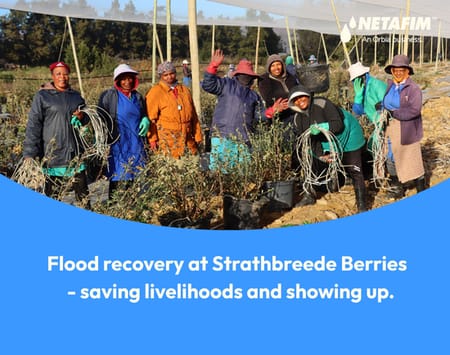 How One Message Helped Protect a Blueberry Farm After Western Cape Floods