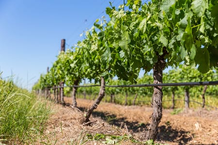 Drip irrigation: The water saving wonder that grows more with less