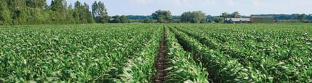 Manage risk with efficient irrigation