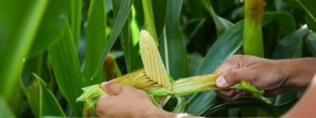 Bestuur risiko met effektiewe besproeiing