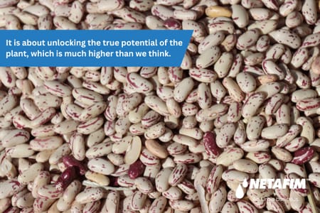 Sugar bean success with drip irrigation