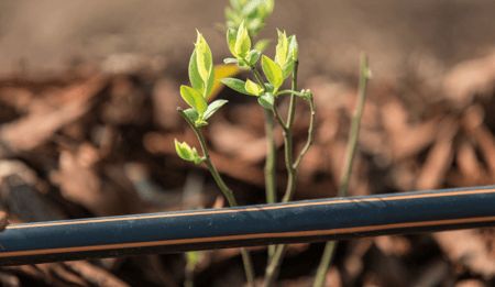 Finding balance between cost and performance in dripline selection