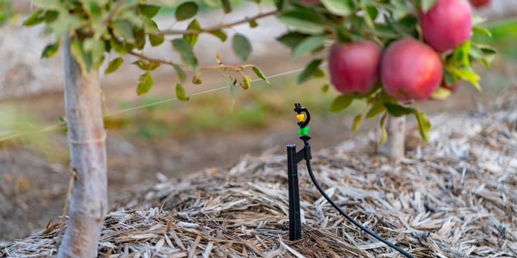 HIGHER WATER-USE EFFICIENCY WITH PRECISION IRRIGATION
