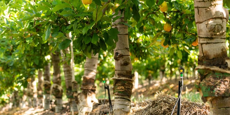 Innovation by farmers, for farmers