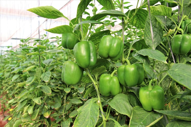 Capsicum grown in greenhouse close up photo 