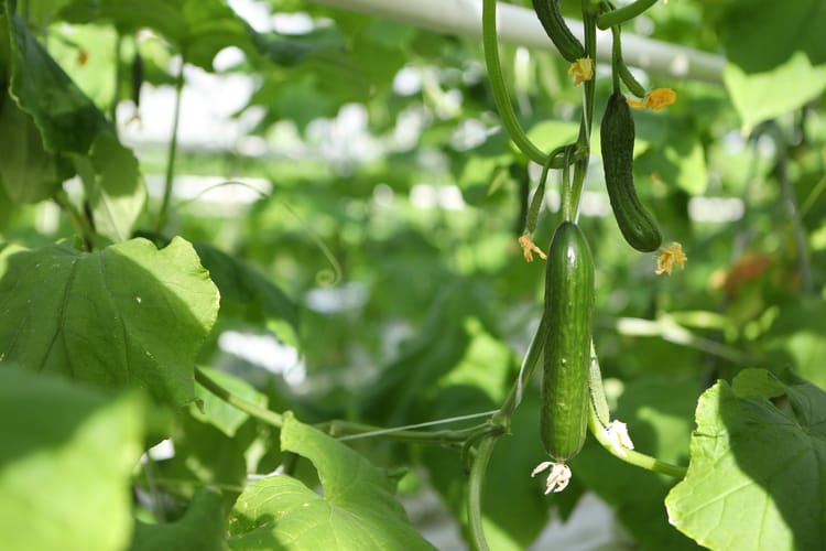 Kazahstan Kulsary, cucumber greenhouse, stills footage 39