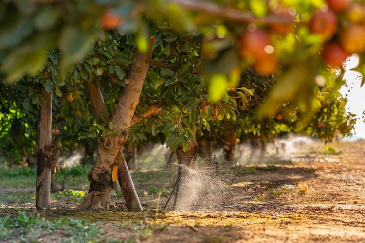 Apples - Western Cape, South Africa - GyroSA 16