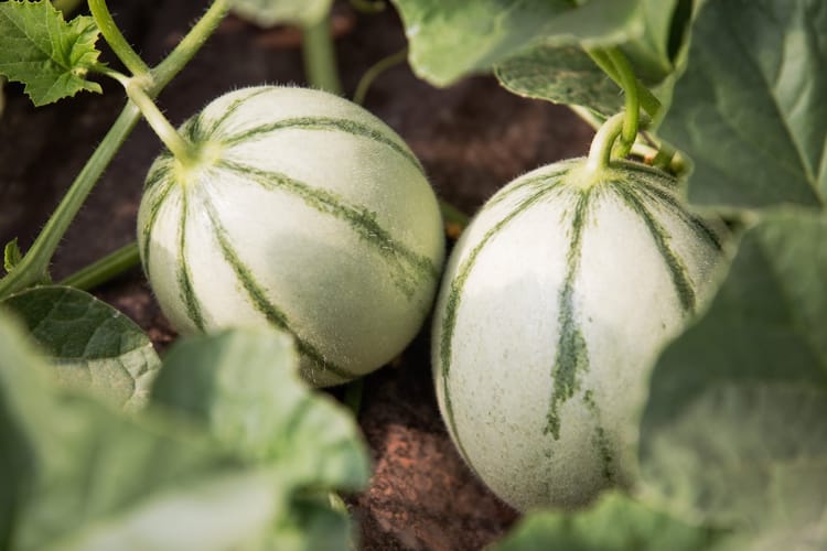 Melon Morocco 05