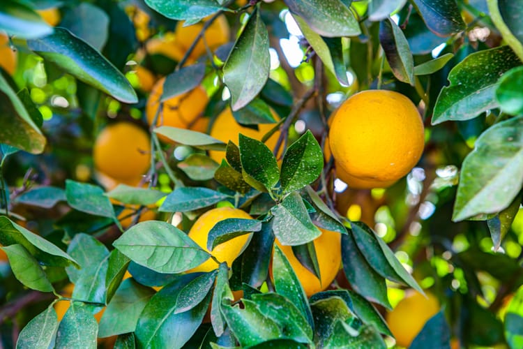 Citrus in South Africa, Drip Irrigation 15