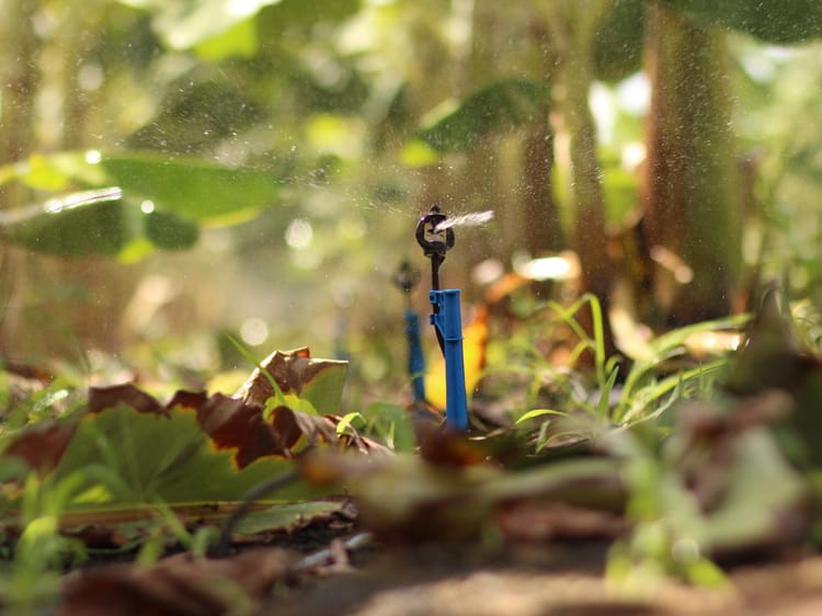 Banana_Micro irrigation_Brazil 02