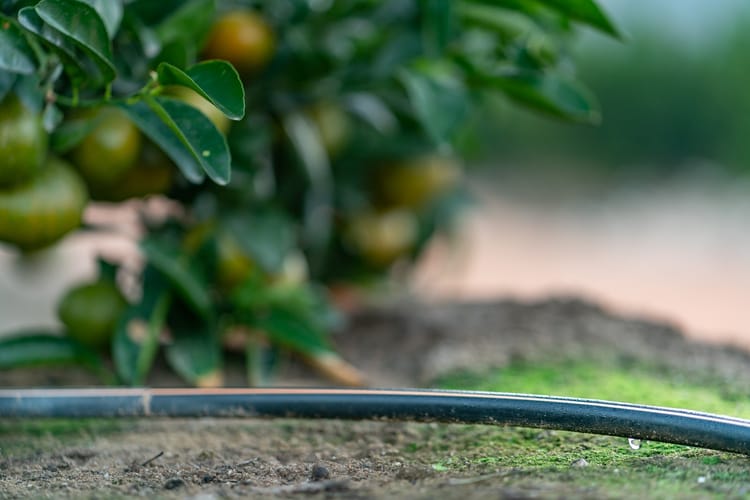Soft peel citrus on Unriam RC dripperline, Western Cape South Africa 