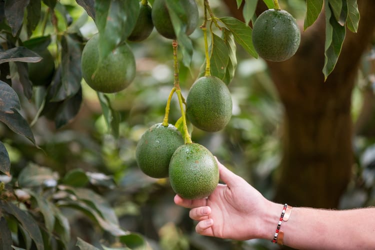 Avocado - South Africa 2