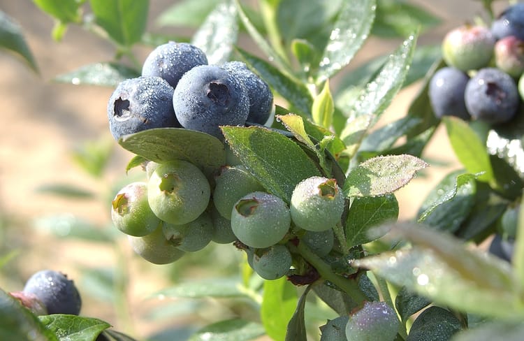 Blueberries - South Africa 6