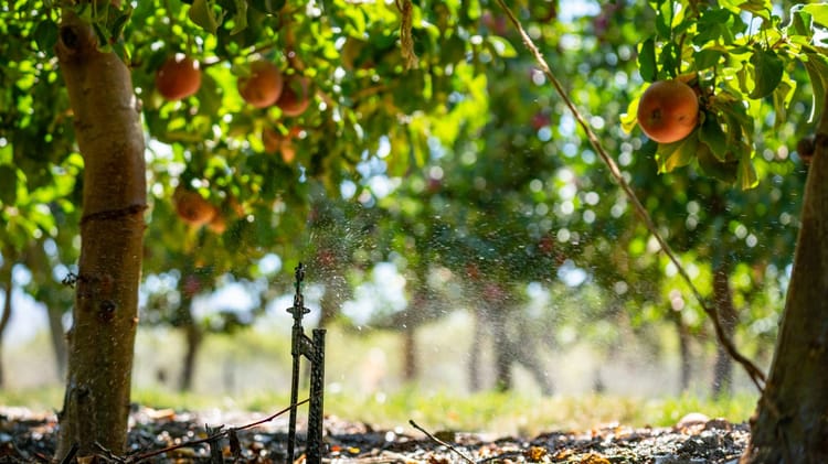 Apples - Western Cape, South Africa - GyroSA 8