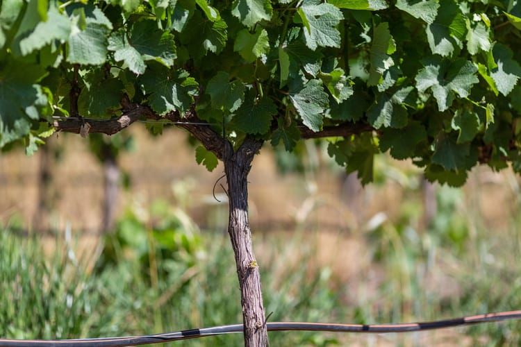 Vineyards in South Africa - Uniram 6