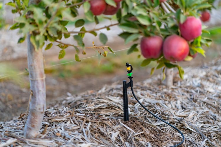 HIGHER WATER-USE EFFICIENCY WITH PRECISION IRRIGATION 