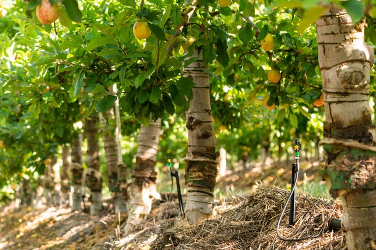 Innovation by farmers, for farmers