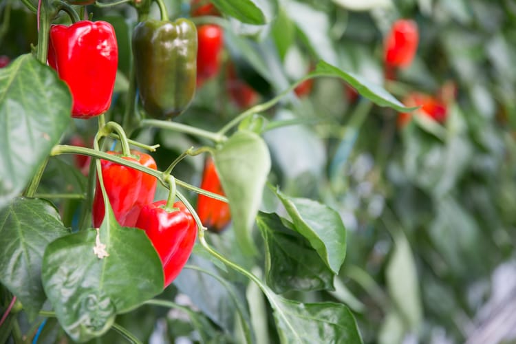 Greenhouse Peppers - South Africa 9