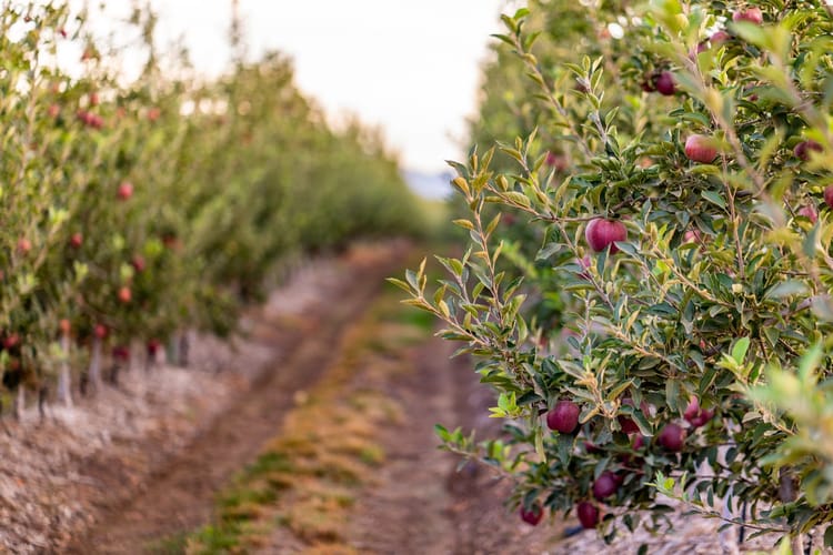 PRECISION FERTIGATION™: BETTER CROPS, EVERY TIME. 